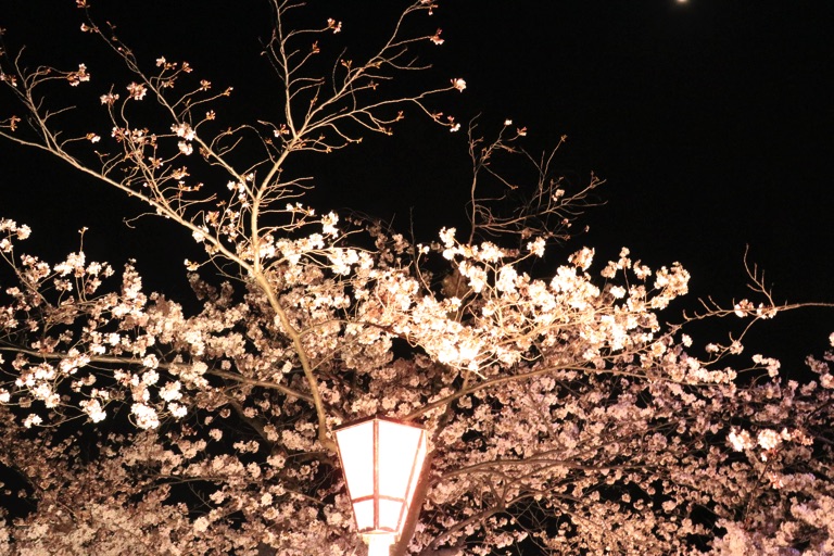 大阪城公園の夜桜