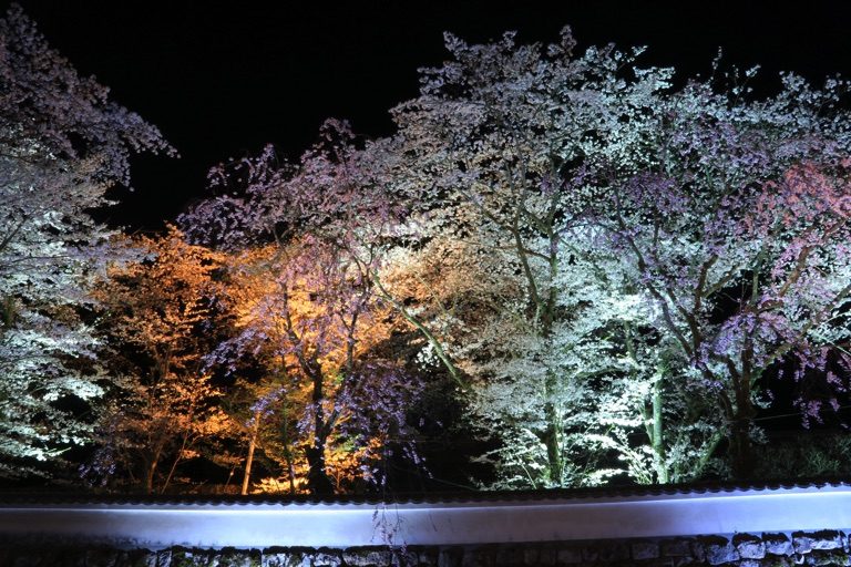 三井寺の夜桜