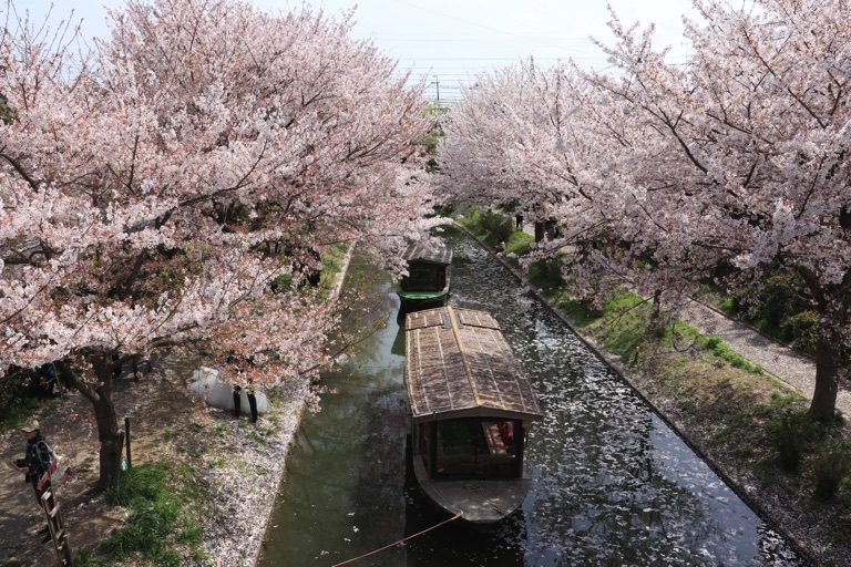 京都伏見の桜と屋形船